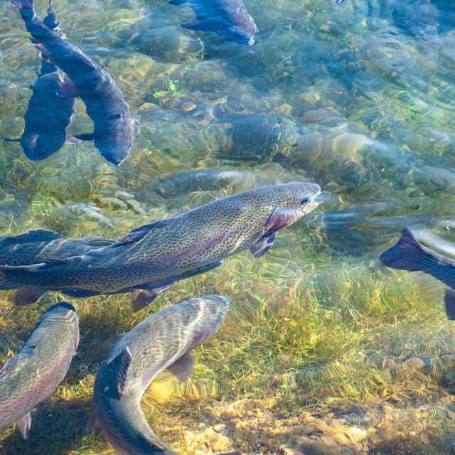 aquaculture traitement eau par ozone