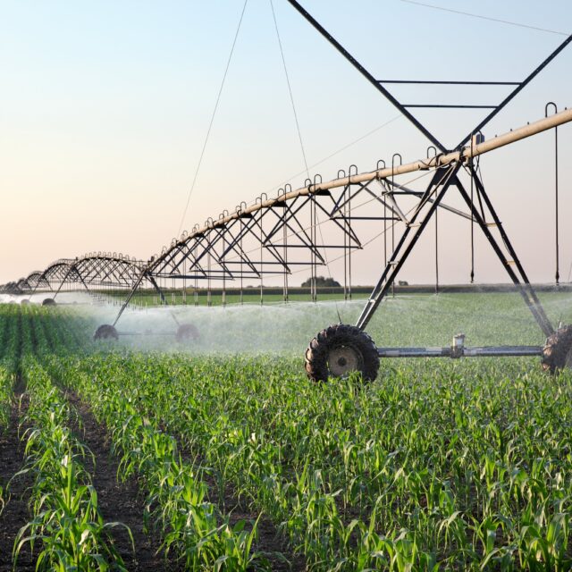 arrosage blé irrigation