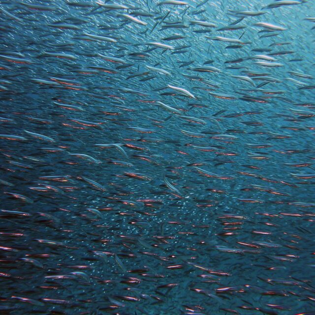 Traitement des eaux par UV aquaculture