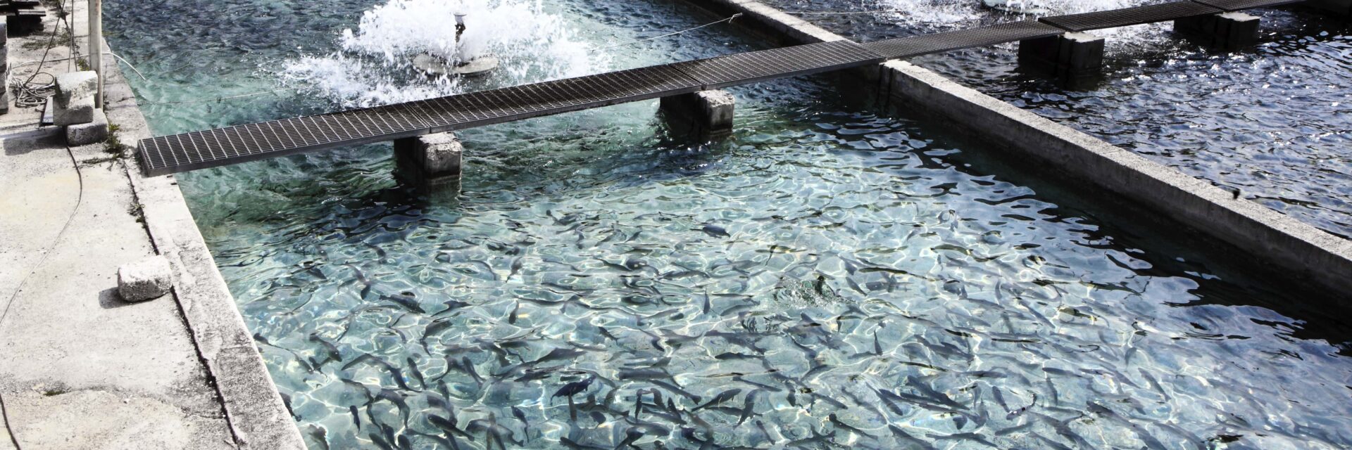 traitement eau pour l'aquaculture