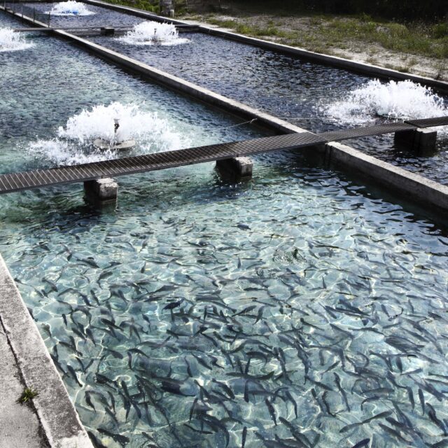 traitement eau pour l'aquaculture