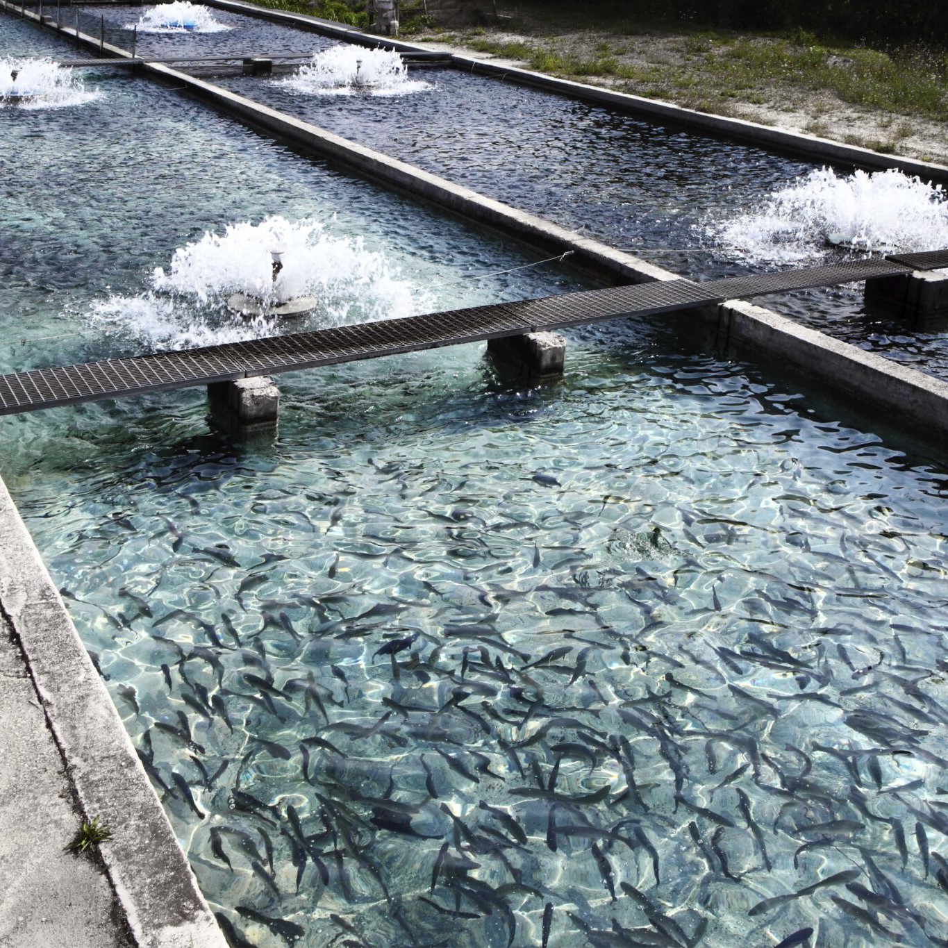 water-treatment-by-uv-for-aquaculture
