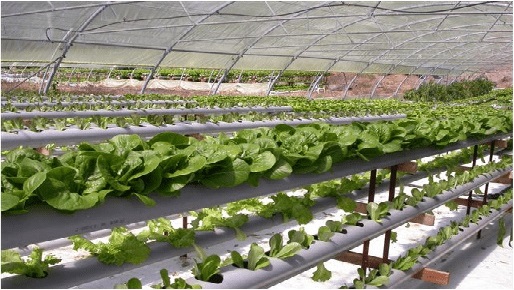 hydroponic system