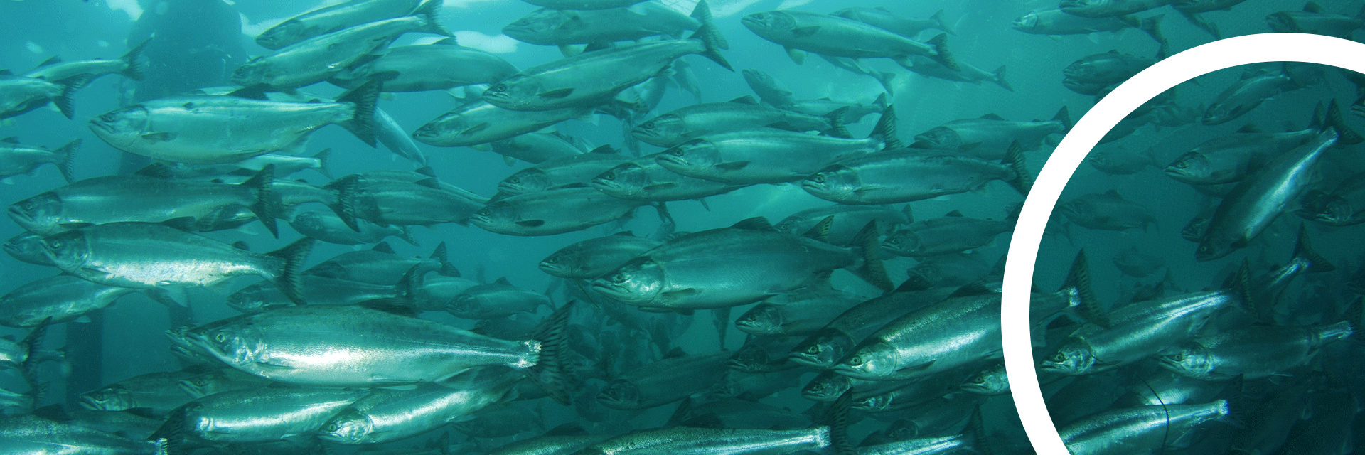 aquaculture